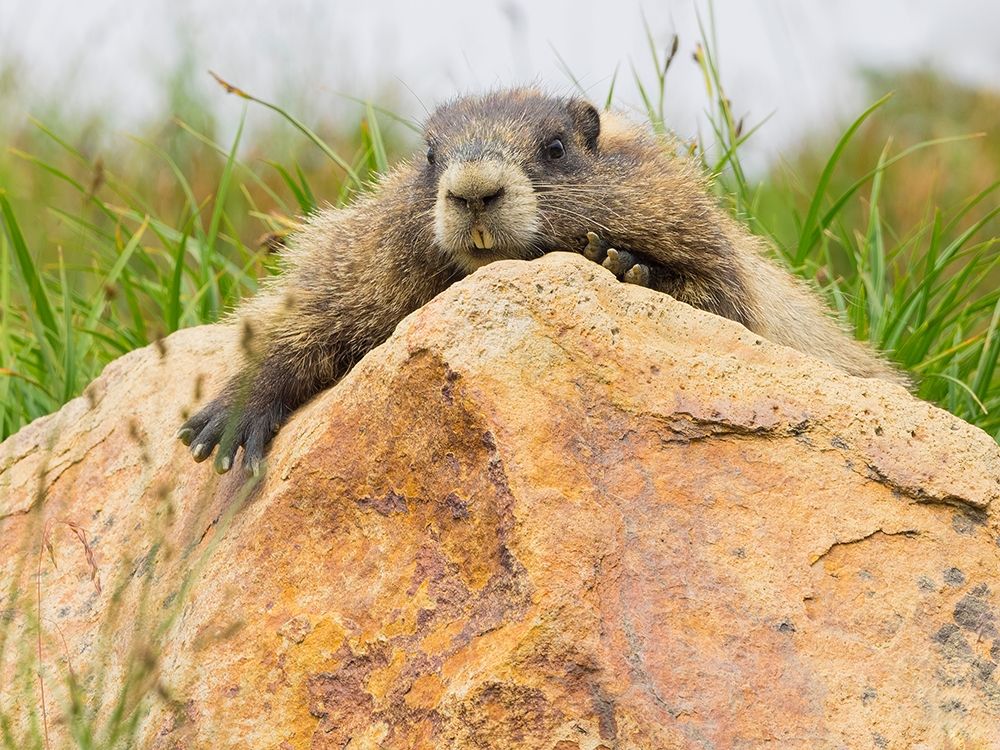 WA-Mount Rainier National Park-Hoary Marmot (Marmota caligata)
